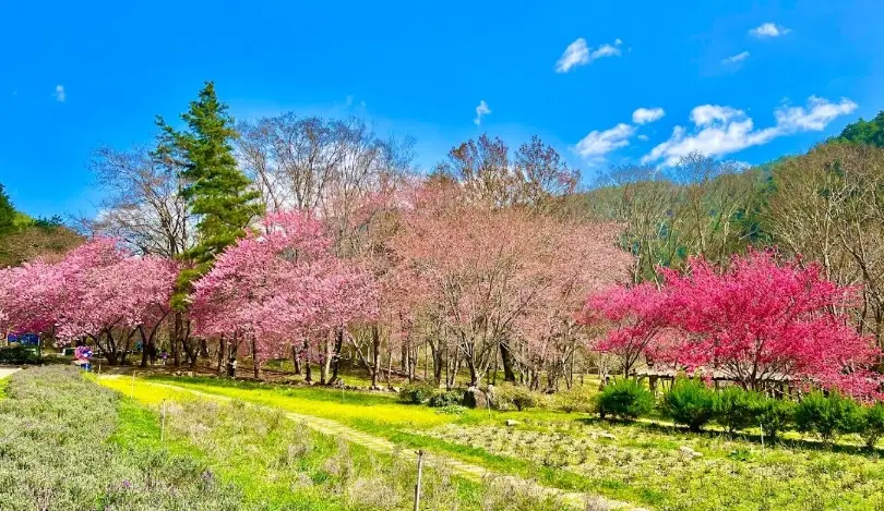 武陵農場櫻花季