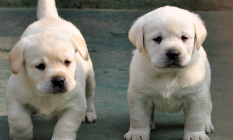 拉布拉多幼犬新手飼養全攻略：從挑選、照顧到訓練一次看懂