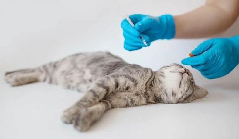 貓打疫苗注意事項