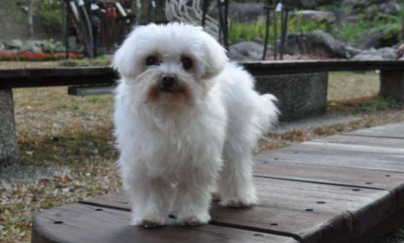 馬爾濟斯犬壽命有多長？10個關鍵因素決定牠陪你多久