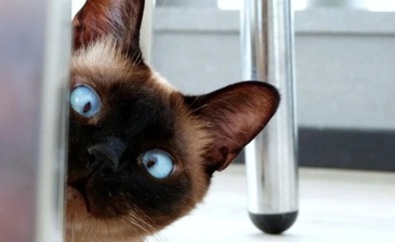 暹羅貓健康問題