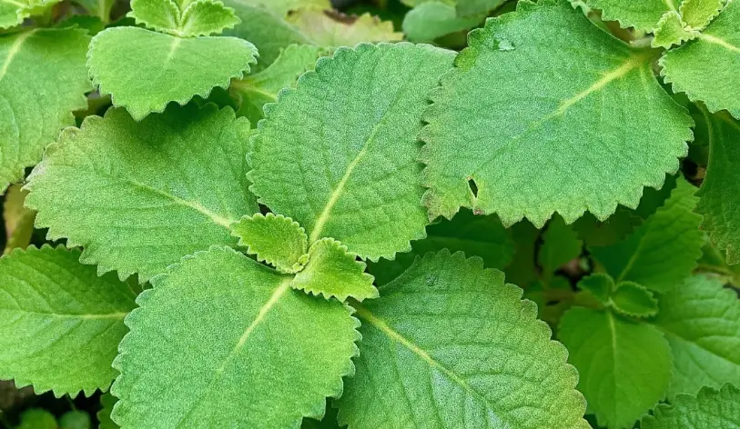 左手香學名是什麼？一次搞懂種植、功效與使用禁忌