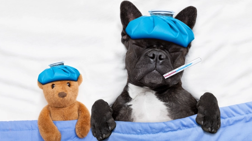 狗狗感冒會自己好嗎？獸醫解析症狀判斷與居家照護關鍵