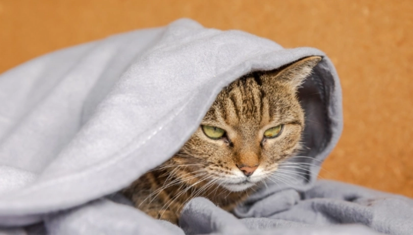 人感冒會傳染給貓嗎？獸醫解析風險與預防指南