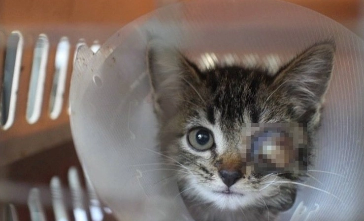 角膜潰瘍治療時間