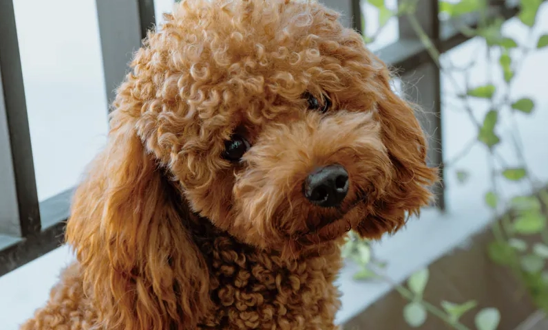 貴賓狗 老化 徵兆