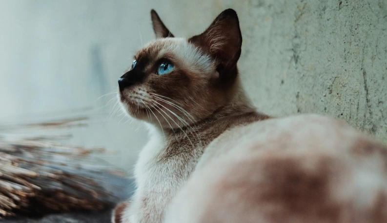 暹羅貓健康問題