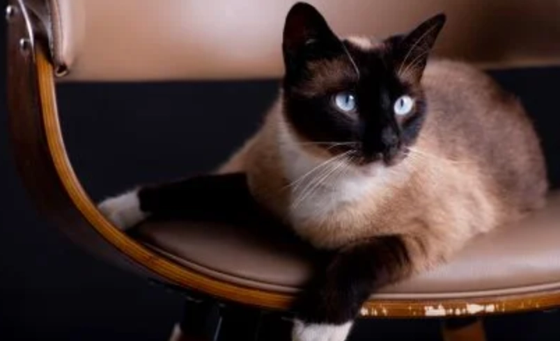 暹羅貓平均壽命