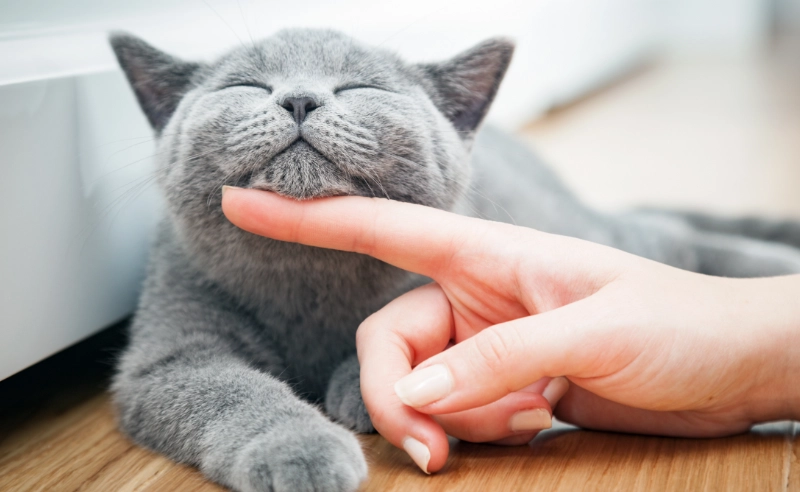 最容易養的貓品種推薦：新手必看養貓指南與照顧技巧