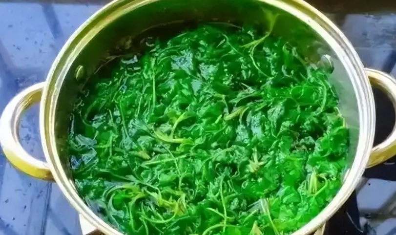 艾草洗頭完整指南：改善頭皮問題的天然秘方