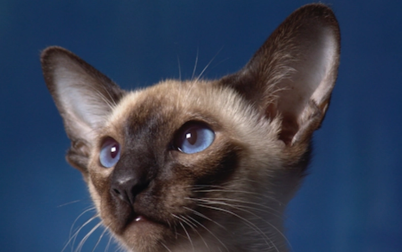 延長暹羅貓壽命