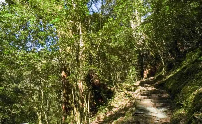 拉拉山神木區交通