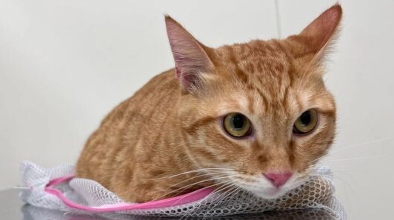 貓打疫苗後反應全解析：飼主必知的照護指南與常見QA