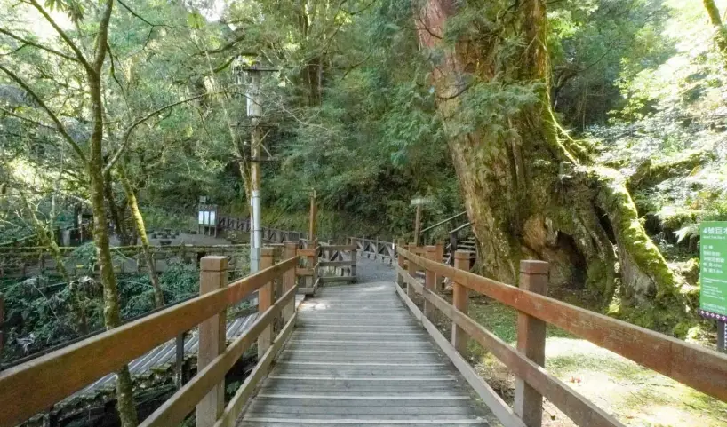 拉拉山神木區步道全攻略：走多久、路線圖、交通與必看巨木