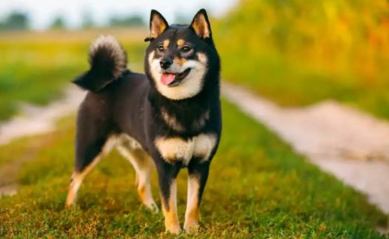 柴犬喜歡你的10大表現：行為解讀與互動指南