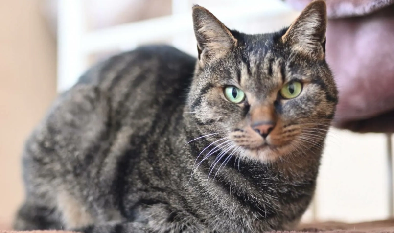 虎斑貓體型全解析：健康標準、體重管理與常見誤區