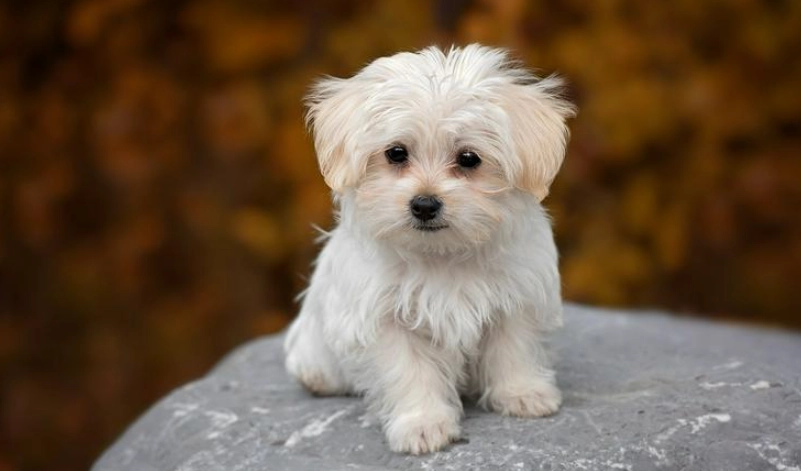 馬爾濟斯平均壽命