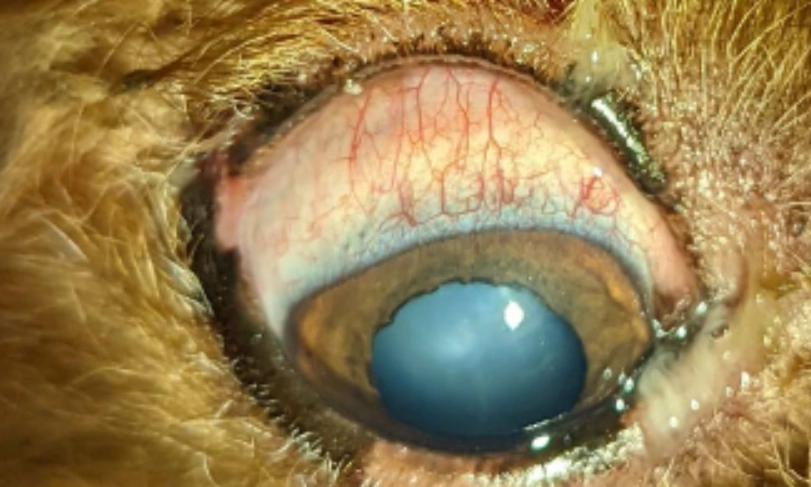 狗葡萄膜炎多久會好？治療時間與居家護理全指南