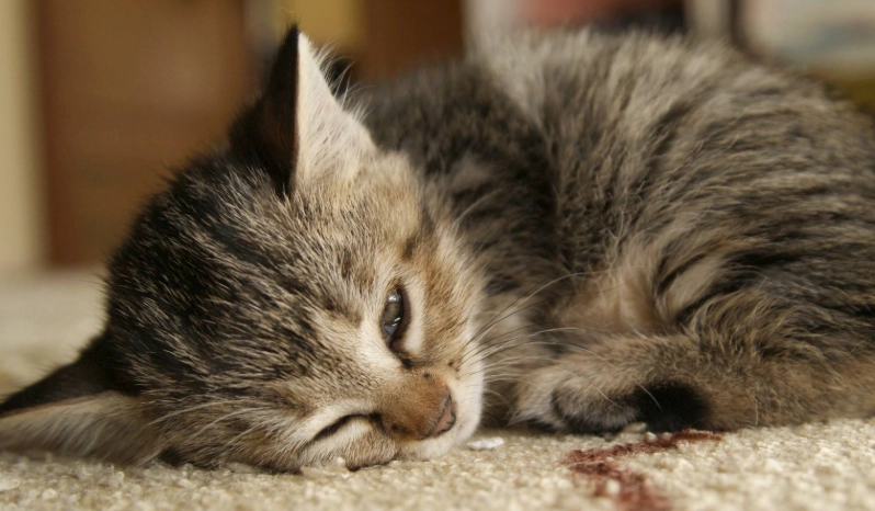 幼貓離乳期全攻略：從斷奶到固食的關鍵步驟與常見問題