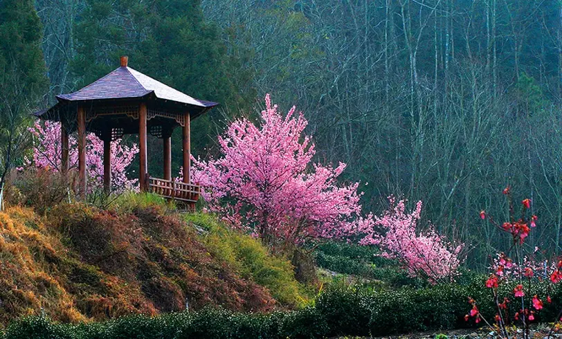 武陵農場景點全攻略：櫻花楓葉、四季玩法與交通住宿一次掌握