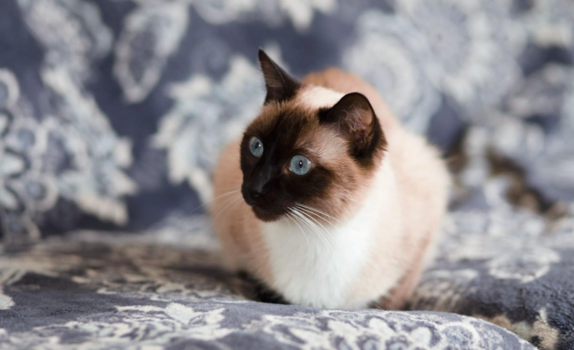 暹羅貓基因缺陷全解析：新手飼主必知的健康風險與照顧指南