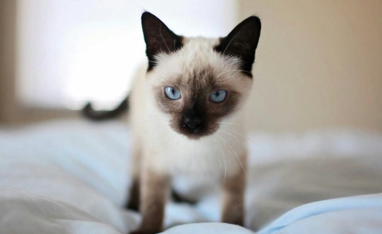 暹羅貓壽命全解析：平均年齡、長壽關鍵與護理秘訣