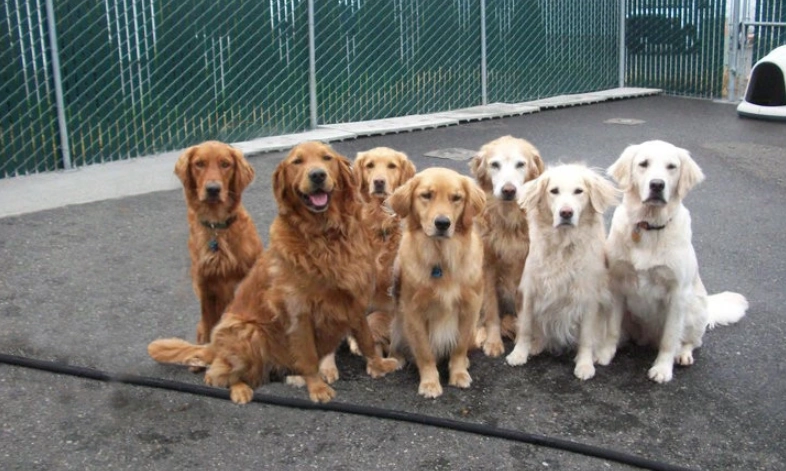 黃金獵犬顏色挑選