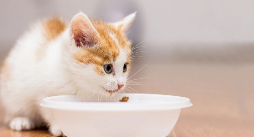 幼貓斷奶吃什麼？獸醫推薦的離乳飲食指南與常見錯誤
