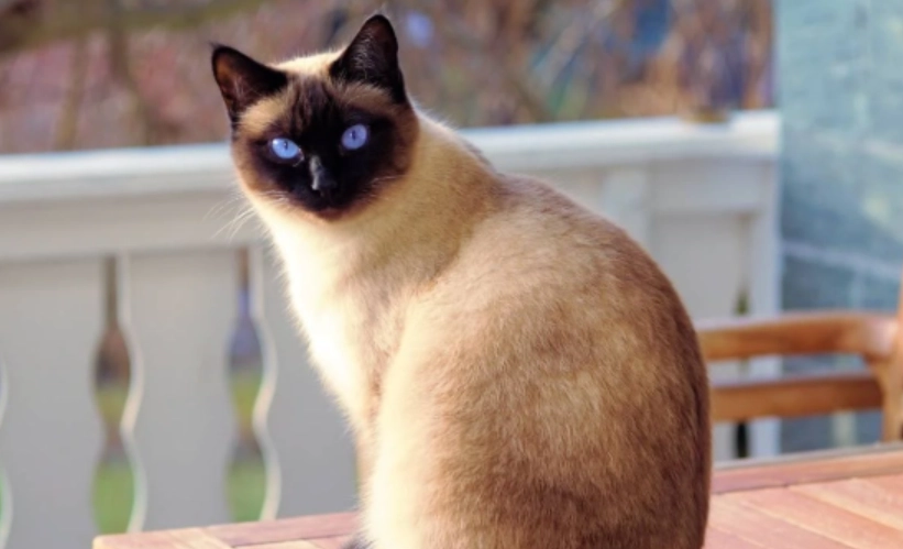 暹羅貓平均壽命