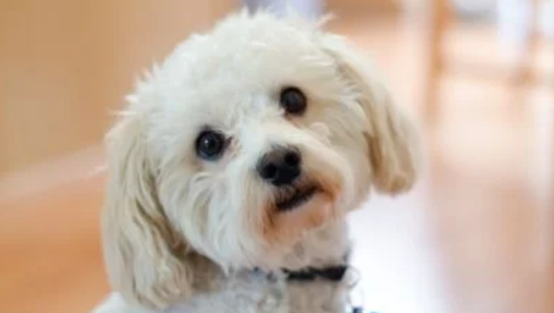 馬爾濟斯小型犬