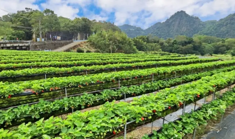 苗栗採草莓全攻略：農場推薦、季節技巧與行程規劃一次看