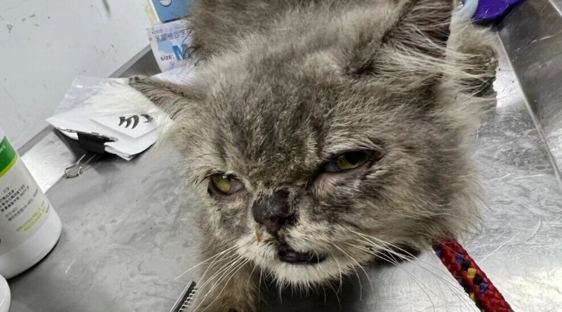 角膜潰瘍治療時間