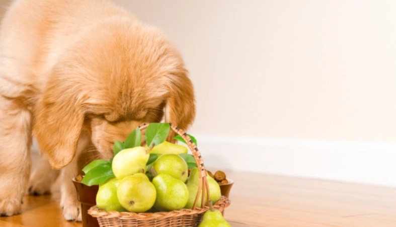 狗狗吃水梨注意事項
