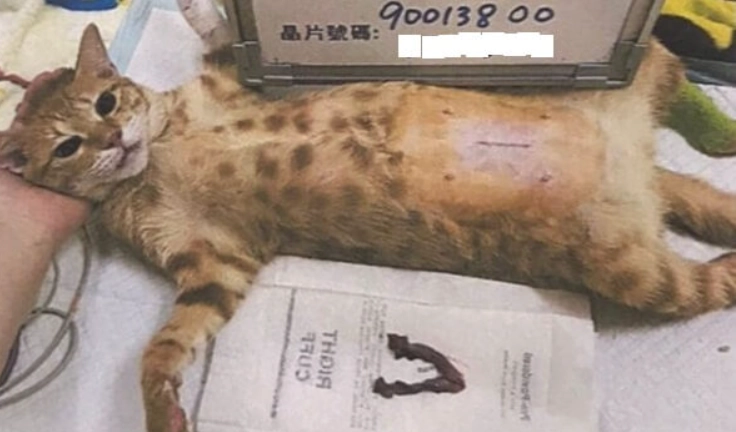 母貓手術恢復