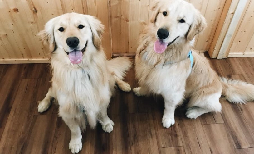 黃金獵犬顏色不只金色！奶油色、紅色到白色完整解析