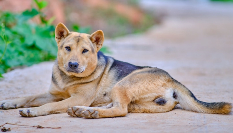 狗狗離世前徵兆