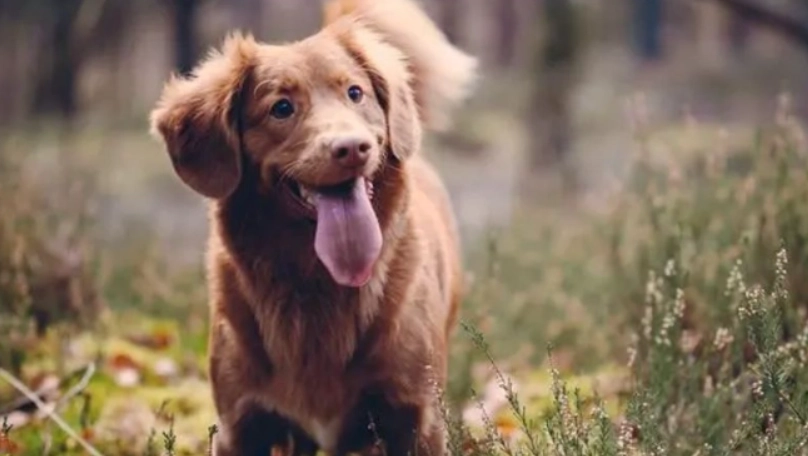 狗狗離世前行為指南：辨別徵兆與陪伴最後時光