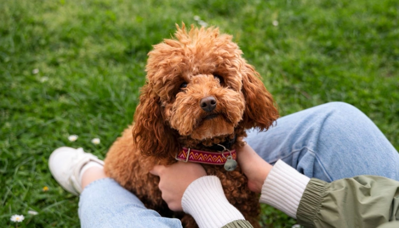 貴賓狗 幾歲 算老