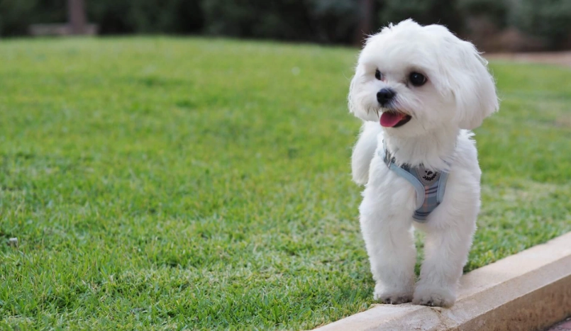 馬爾濟斯體型全解析：從標準到飼養，一次掌握黃金比例