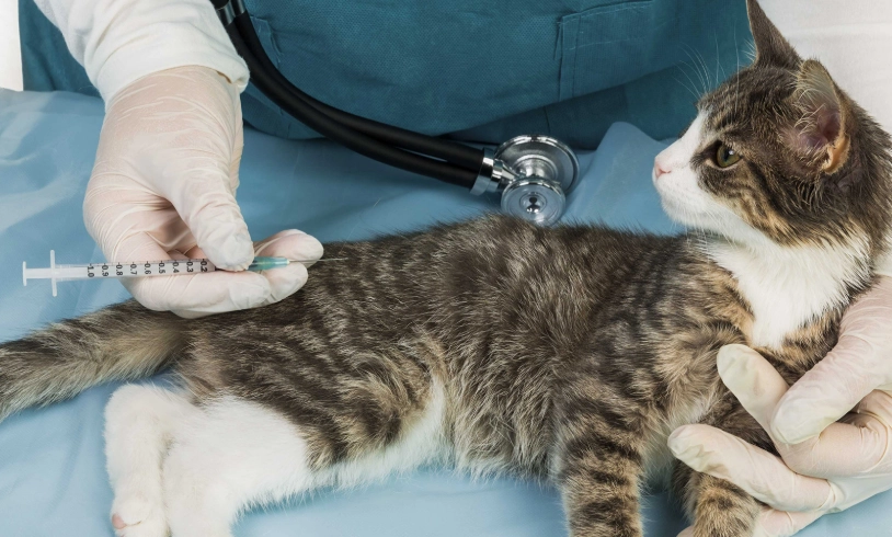 貓疫苗