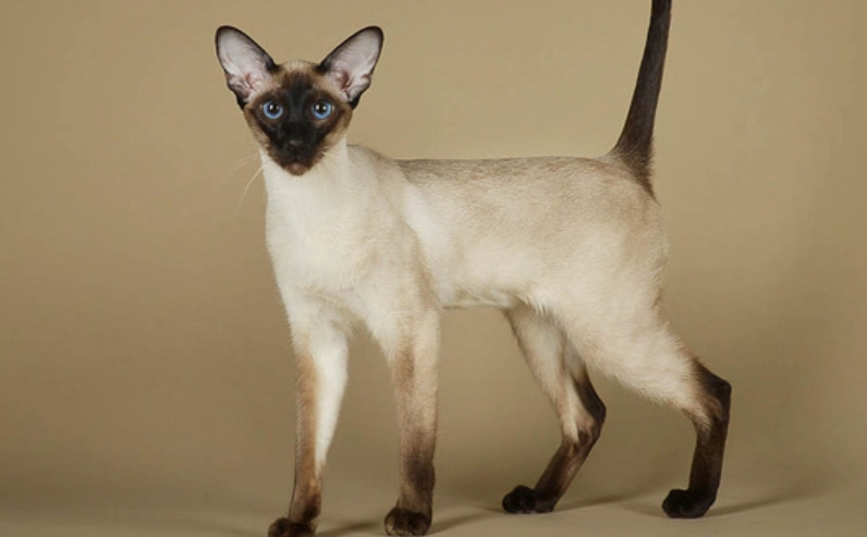 暹羅貓健康問題