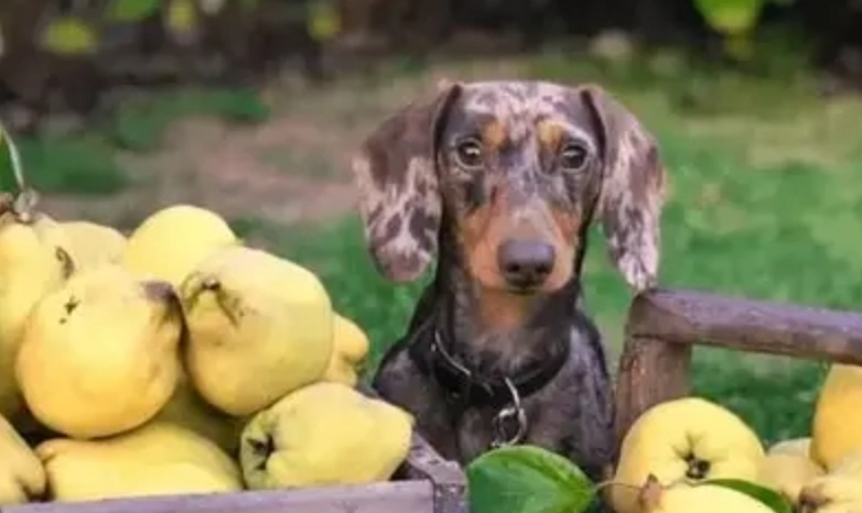 水梨對狗狗有害嗎