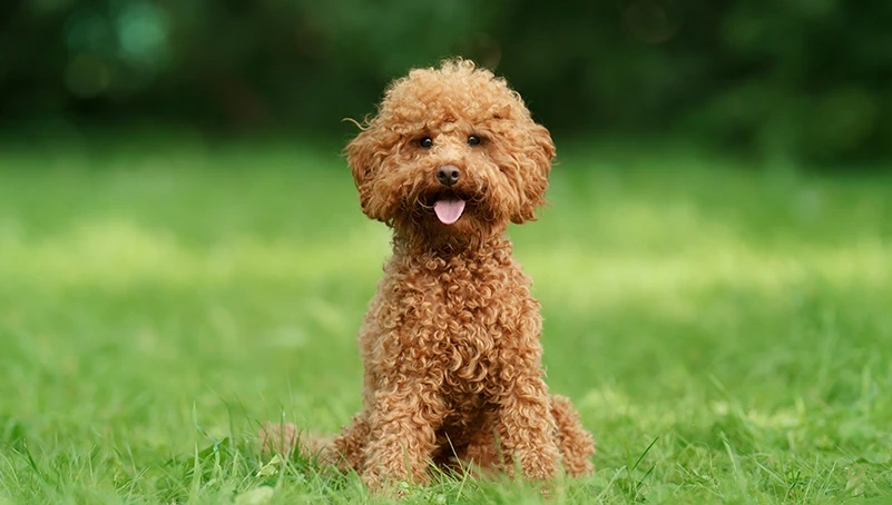 貴賓狗幾歲算老？完整指南與高齡照護秘訣