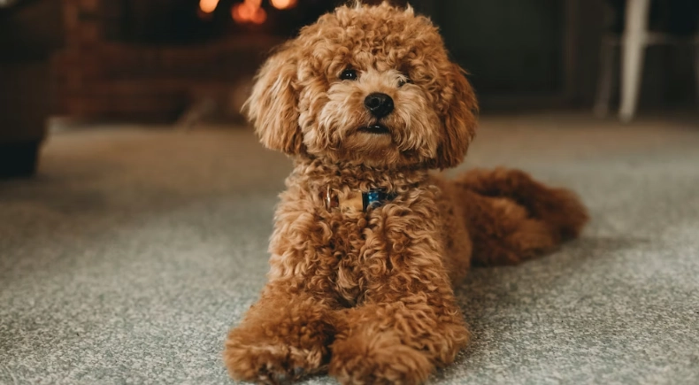 貴賓狗 老化 徵兆