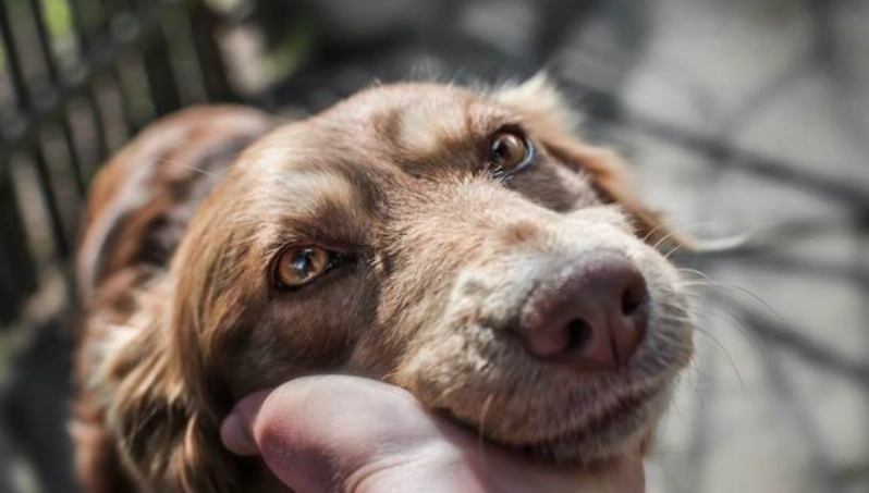 如何陪伴臨終狗狗