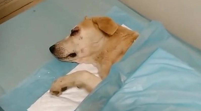 如何陪伴臨終狗狗