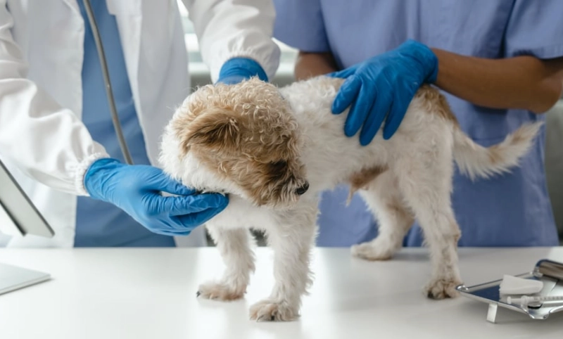 狗感冒會自己好嗎