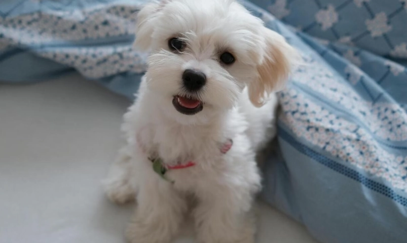 如何延長馬爾濟斯壽命