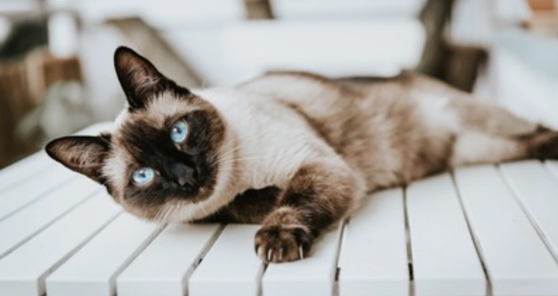 暹羅貓遺傳疾病