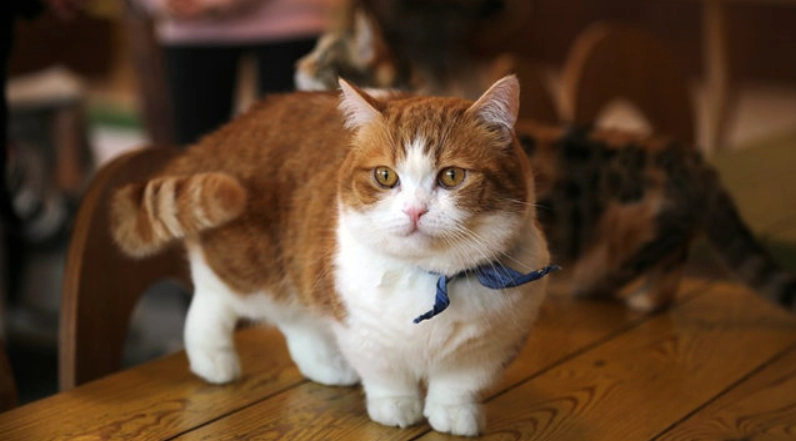 曼赤肯貓壽命有多長？完整指南：從平均壽命到延壽秘訣